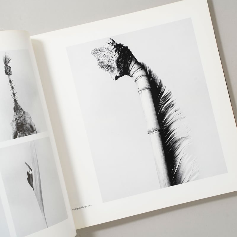 CATEGORY ー landscape | bookobscura｜写真集専門書店｜写真家に