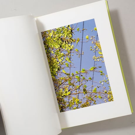 TOKYO PARROTS / 水谷吉法(Yoshinori Mizutani)