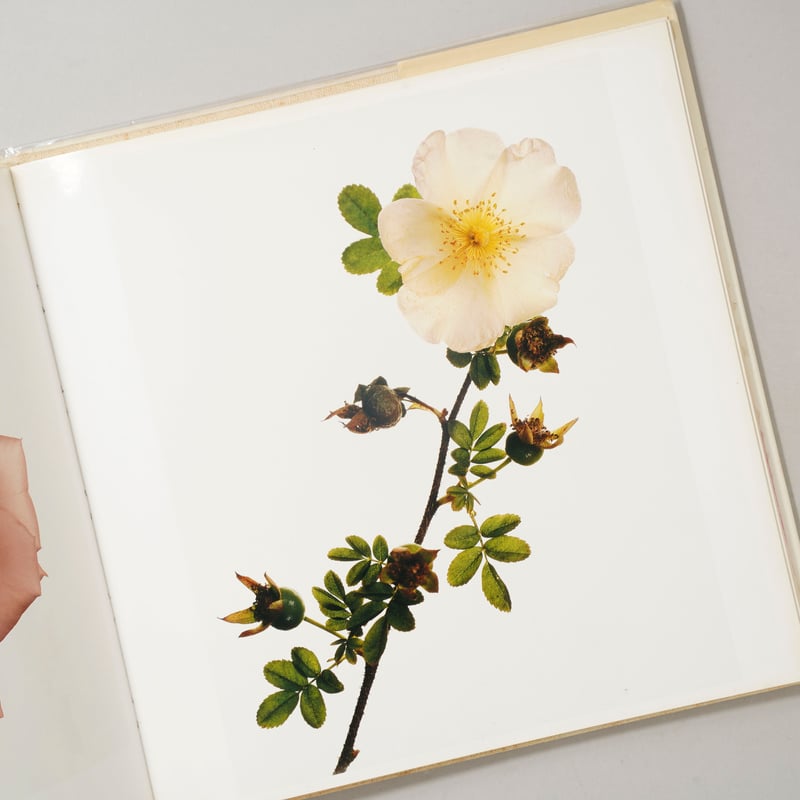 FLOWERS / Irving Penn (アーヴィング・ペン) | bookobscura