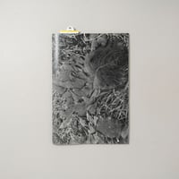 [新刊サイン入/New,Signed] 植物、暗室のための習作 / 横田大輔(Daisuke Yokota)