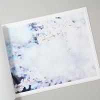 SAKURA / 鈴木理策(Risaku Suzuki)