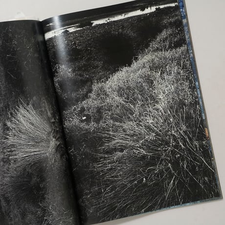 [新刊/New] 植物、多摩川中流域、冬 / 横田大輔(Daisuke Yokota)