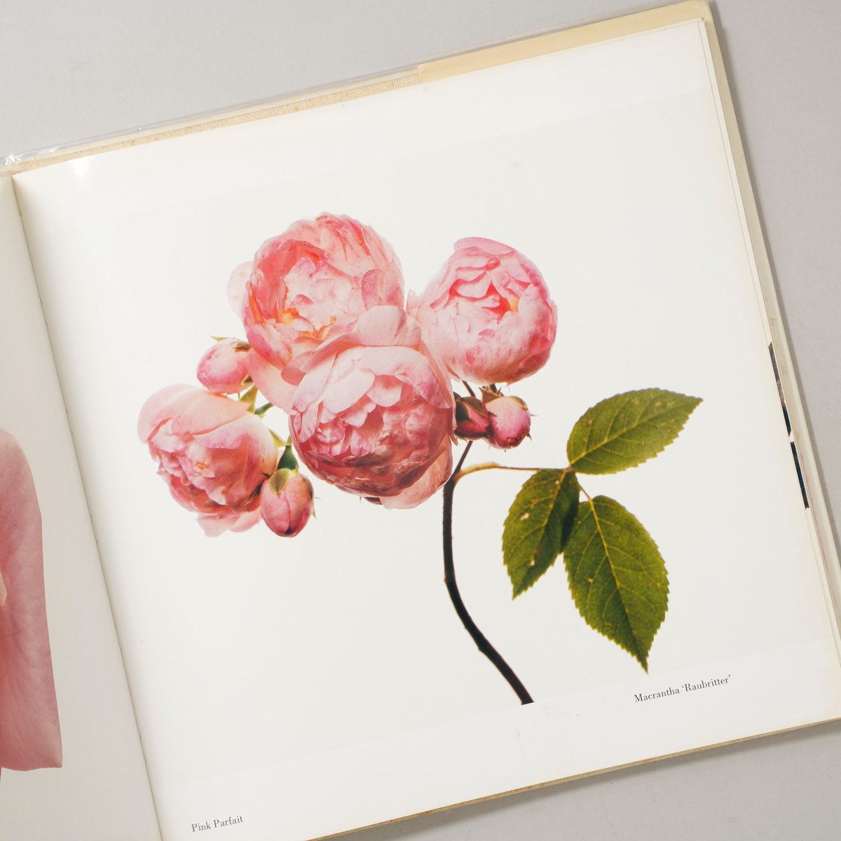 FLOWERS / Irving Penn (アーヴィング・ペン) | bookobscura