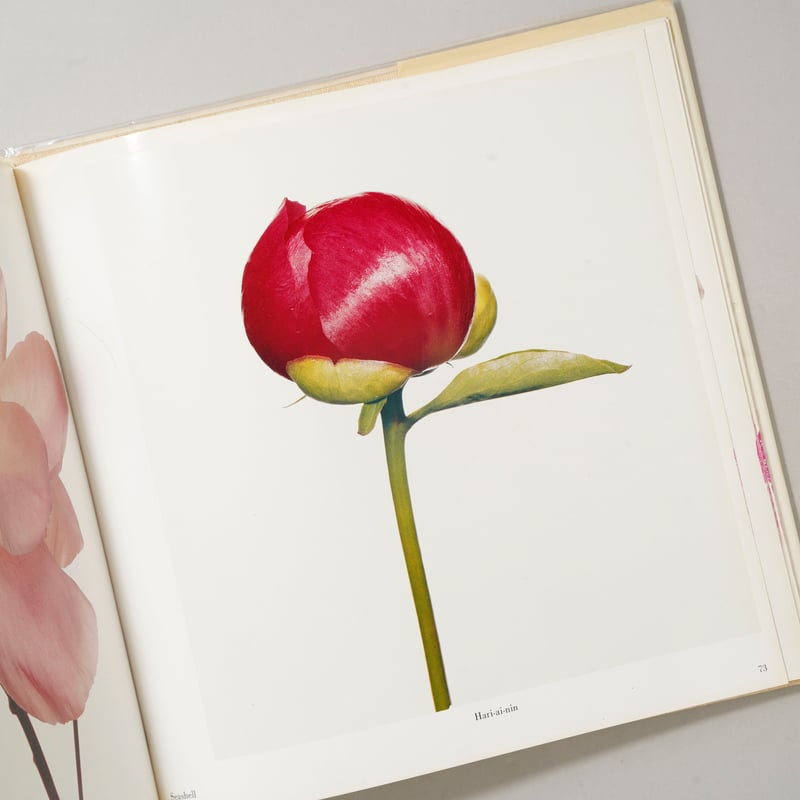 Noope商品　アーヴィング・ペン　FLOWERS FLOWERS / Irving Penn (アーヴィング・ペン) | bookobscura