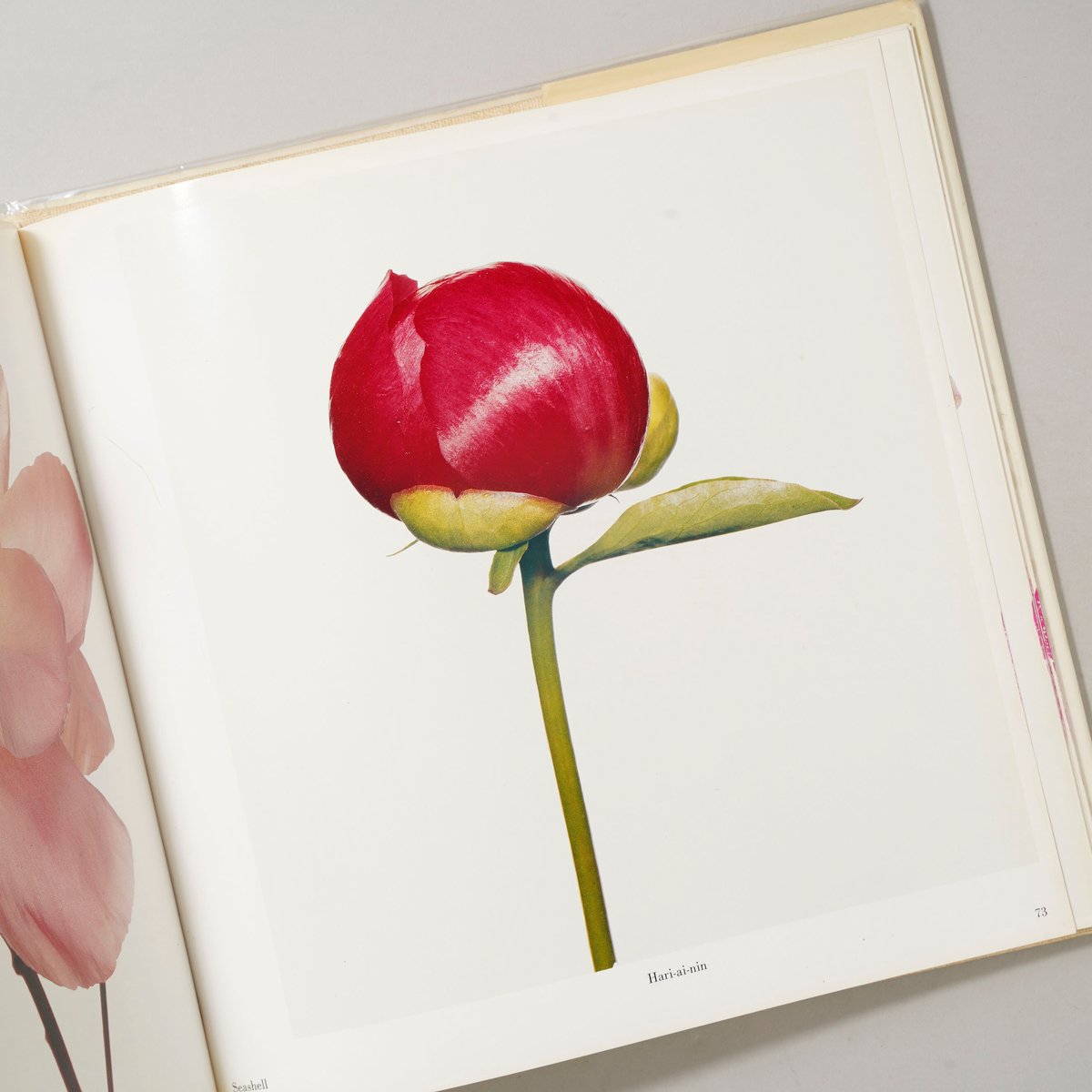 Irving Penn Flowers アーヴィングペン 初版　写真集 FLOWERS / Irving Penn (アーヴィング・ペン) | bookobscura