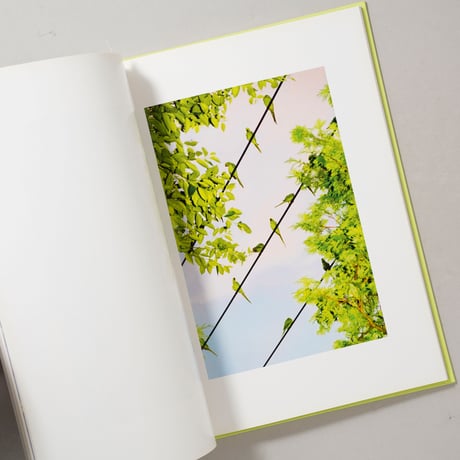 TOKYO PARROTS / 水谷吉法(Yoshinori Mizutani)