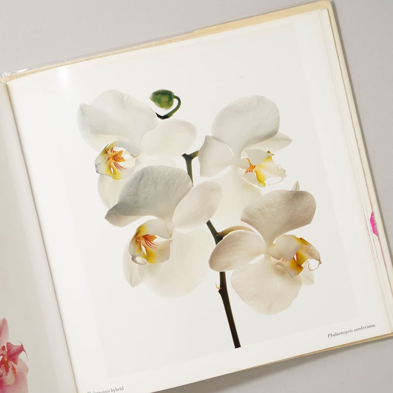 Noope商品　アーヴィング・ペン　FLOWERS FLOWERS / Irving Penn (アーヴィング・ペン) | bookobscura