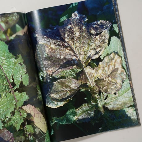 [新刊/New] 植物、多摩川中流域、冬 / 横田大輔(Daisuke Yokota)
