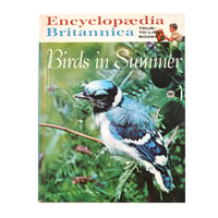 『Birds in Summer』