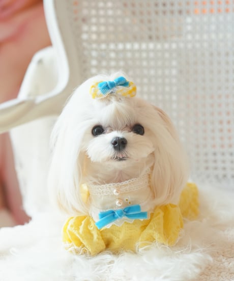 ⭐️残1枚【Alice in Wonderland】Citron Pearl Dress（シトロンパールドレス）Sサイズ