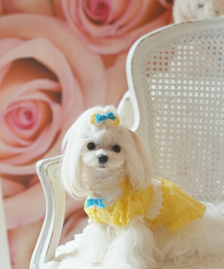 ⭐️残1枚【Alice in Wonderland】Citron Pearl Dress（シトロンパールドレス）Sサイズ