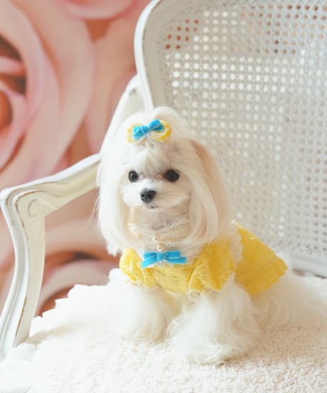 ⭐️残1枚【Alice in Wonderland】Citron Pearl Dress（シトロンパールドレス）Sサイズ