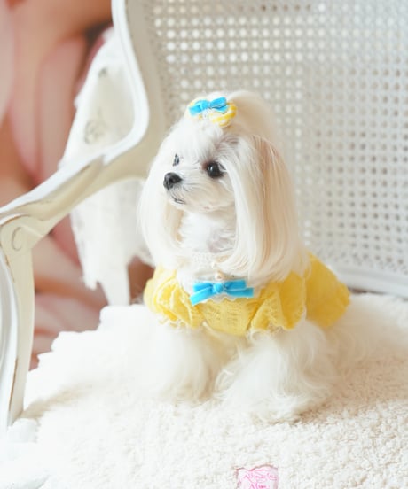 ⭐️残1枚【Alice in Wonderland】Citron Pearl Dress（シトロンパールドレス）Sサイズ