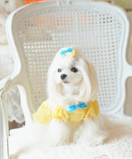 ⭐️残1枚【Alice in Wonderland】Citron Pearl Dress（シトロンパールドレス）Sサイズ