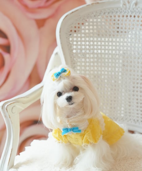 ⭐️残1枚【Alice in Wonderland】Citron Pearl Dress（シトロンパールドレス）Sサイズ