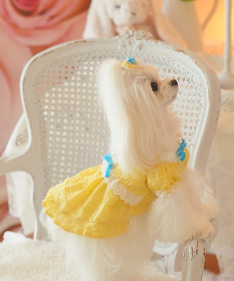 ⭐️残1枚【Alice in Wonderland】Citron Pearl Dress（シトロンパールドレス）Sサイズ