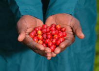 Uganda Buyazi Anaerobic Natural