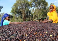 Ethiopia Yirgacheffe G-1 Aricha 極深