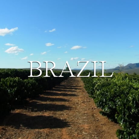 BRAZIL　アルコ・イリス農園