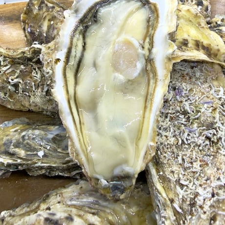尾崎牡蠣 M（岩手）