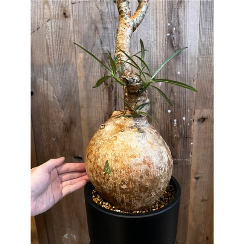 アデニウム・ソマレンセ 輸入ベアルート苗 植え込み | AOKI KAEN