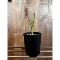 お店のシンボルツリーとして八丈島から新潟へやってきた「ドラセナ・ドラコ」 からの実生苗の販売です
