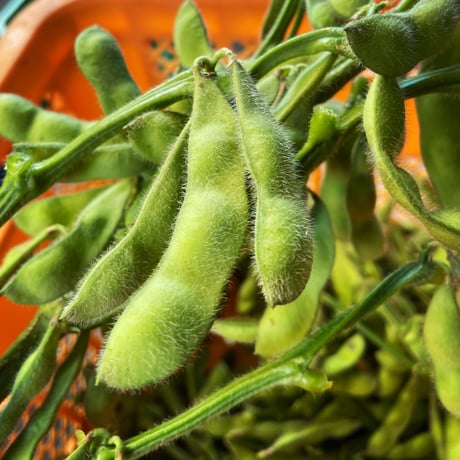 秋の朝採れ,茶豆風の枝付き枝豆1kg　【数量限定】