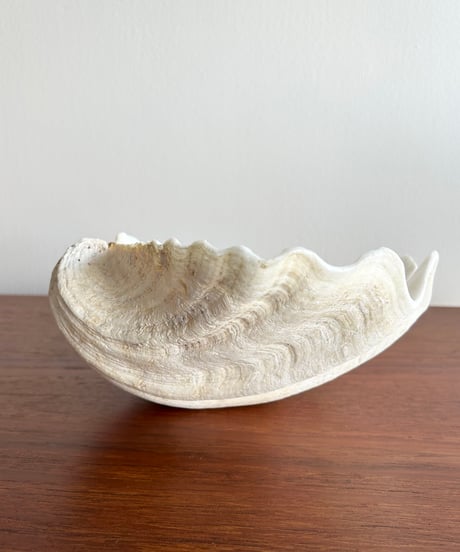 オオシャコ貝