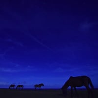 マスキングテープ　poniponiさん　「星空とヨナグニウマ」バージョン