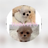 専用ページ