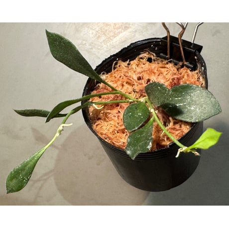 Hoya sp. from Mamasa West Sulawesi 伊藤蟻植物農園