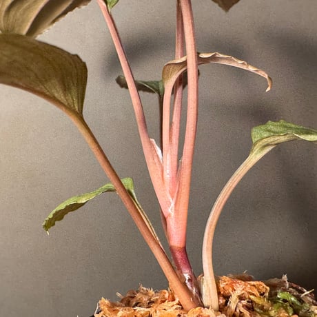 Homalomena sp. "Amber Velvet" from Kepulauan Riau