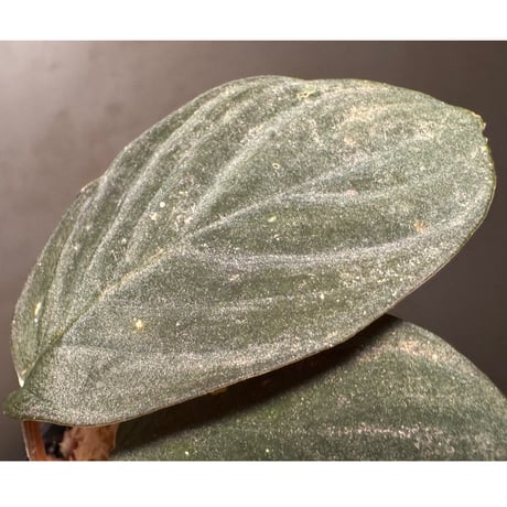 (黒葉) Homalomena sp. from Indragiri Hulu Riau Sumatera