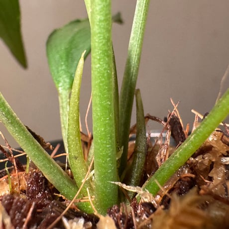 Kiewia perakensis from Pahang Malaysia [PB0426-1]