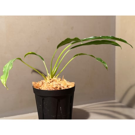 Homalomena sp. from Timika Papua Tengah