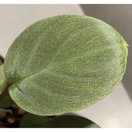 Homalomena sp. from Tambunan [TK200217]