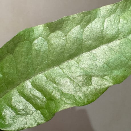 Microsorium sp. Sarawak Giant ミクロソリウム sp. サラワクジャイアント