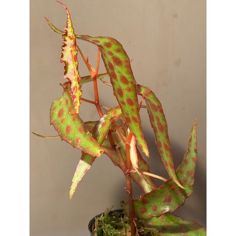 Begonia amphioxus from Borneo