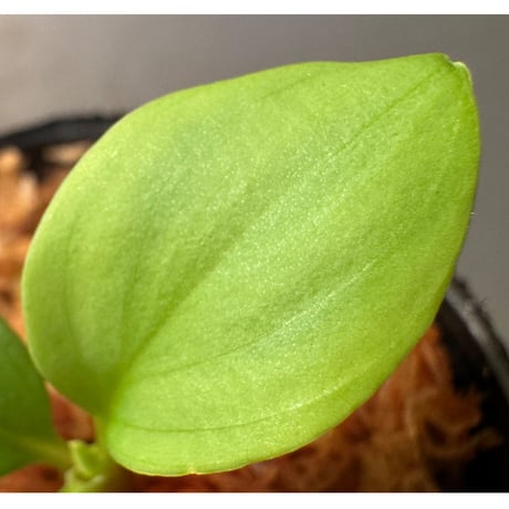 Homalomena sp . from Jerteh [TK090118-2]