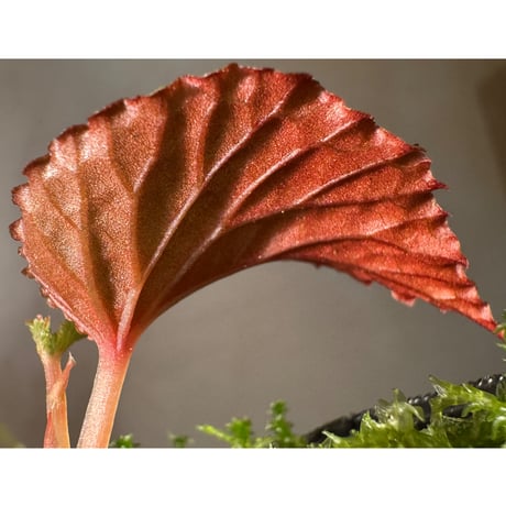 Begonia sp. from North Sumatera