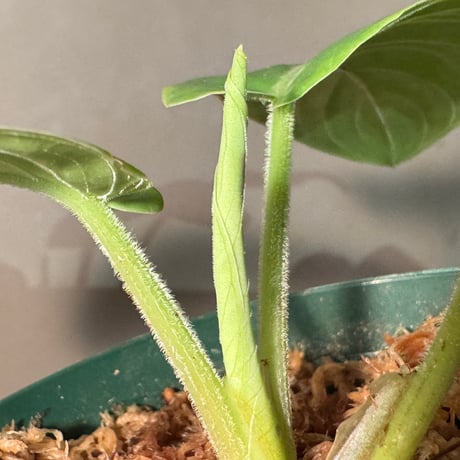 Adelonema palidinervia