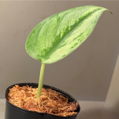Scindapsus sp. "Sparkling" from Borneo