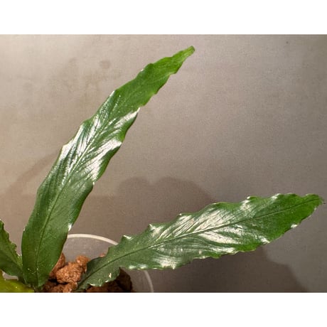 Schismatoglottis sp. "Dragon Tail" from Pangkalan Bun