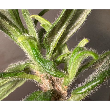 Columnea flexiflora