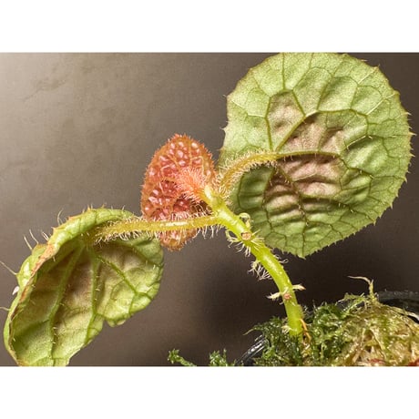 Begonia susaniae