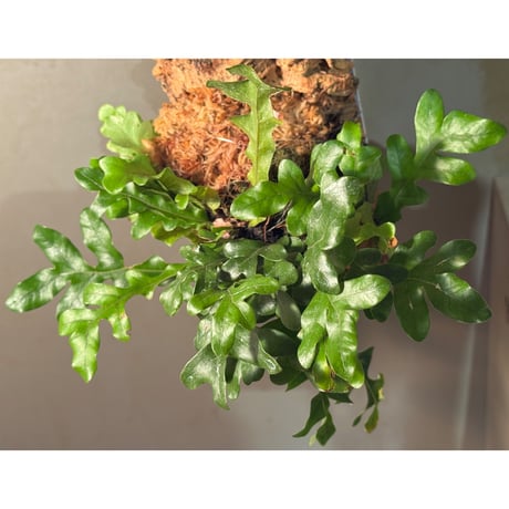 Drynaria bonii 'Dwarf'