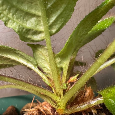 Codonoboea sp. "Shocker" Kalimantan barat [AZ1122-4]