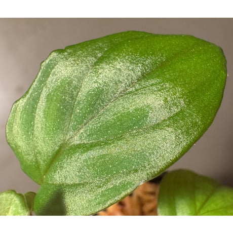 Homalomena sp. Seruyan Hulu Kalimantan Tengah [PB0925-3]