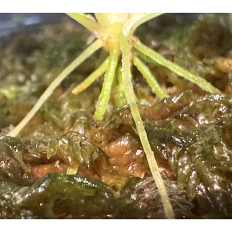 Homalomena sp. Rec147 from West Papua [K0522-f1]