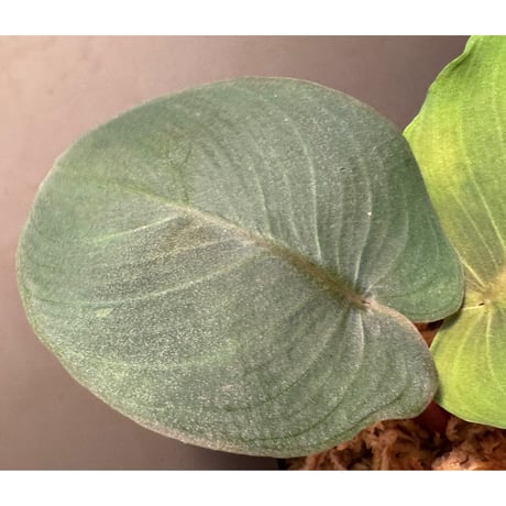 Homalomena sp. from Aceh Sumatera